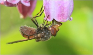 <p>PESTŘENKA PASTVINNÁ (Rhingia campestris) ---- /species of hoverfly - Gemeine Schnauzenschwebfliege/</p>